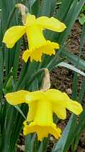 Jonquilles