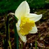 Narcisse