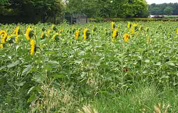 Champ de tournesols en Anjou