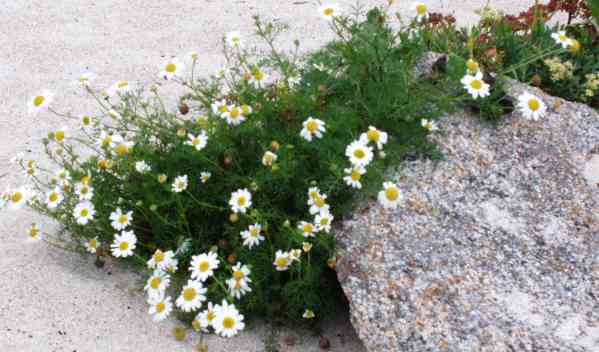 Matricaire sur le sable