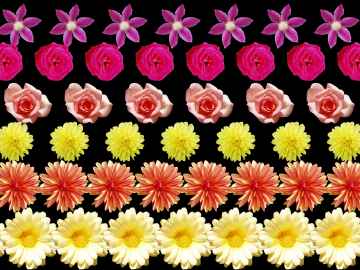 Autostrogramme flottant - fleurs